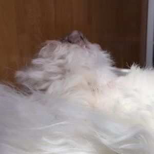 Meet your Posher, Janis